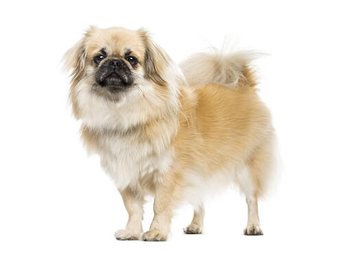 Tibetan spaniel shih store tzu